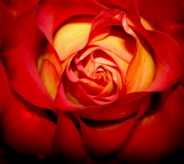 flower rose wallpaper desktop. -desktop-wallpaper-flower-