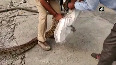 SEE:10-ft long python rescued by forest dept in Gr Noida