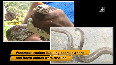 Watch Venomous snakes rescued in Shivamogga