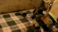 ITBP's K-9 warrior dog Julie gave birth to 13 pups