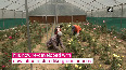 Floriculture to get a boost in Kashmir valley
