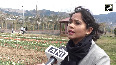 Thousands of Tulips welcome tourists in J-K's Udhapmur