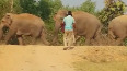 Herd of elephants kill forest tracker in AP's Manyam district