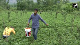 Harvesting of strawberries in full swing in Kashmir