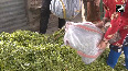 Darjeeling tea gardens struggle amid labour shortage