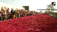 Roads decorated with flower petals to welcome Priyanka