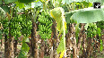From Tobacco to Bananas: Gujarat Farmer's natural farming success story