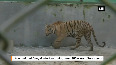2 Royal Bengal tigers to be released in open at Bengal Safari Park