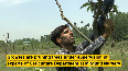 Pruning of Mulberry trees in full swing in Kashmir