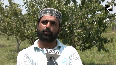 Apricot harvest in full swing in Kashmir