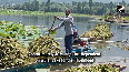 Lotus blooms in Kashmir's Wular lake after 25 years