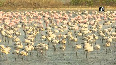 Flamingo birds turn Mumbai city pink amid lockdown blues