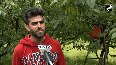 Full of Freshness! Kashmir's cherry harvesting in full swing