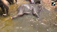 Shower bath, swimming pools provided for elephants to cope with summer 