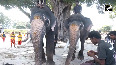 Mysuru Dasara: Countdown Begins For World Famous Jambu Savari