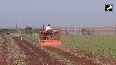 Nashik onion cultivator destroys 200 quintal ready-to-harvest crop