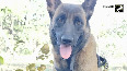 CRPF personnel conduct last rites of K9 Rolo in Chhattisgarhs Sukma will full guard of honour
