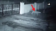 Watch: Leopard enters house, takes away owner's dog