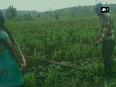 Video: MP farmer uses teenage daughters to plough farm