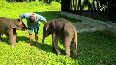 Baby elephants wrapped in blanket at Kaziranga National Park