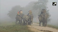 Kaziranga National Park opens elephant safari for tourists 