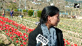 Kashmir: Tulip garden mesmerizes tourists