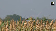 Parrots flock to sown corn fields in Thoothukudi to fulfill food needs 