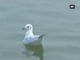 Treat for bird watchers as migratory birds arrive at Ganga ghat