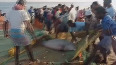 TN: Fishermen release dolphin caught in fishing net