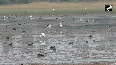 Life Returns with Flood: Birds Flock to Thamirabarani's Rising Waters