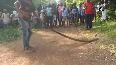 WATCH: 12-foot-long king cobra rescued in Mayurbhanj