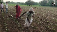 Elderly Maharashtra farmer couple struggles to cultivate land due to lack of funds for Oxen, Tractor