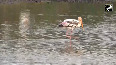 Flock of painted storks seen in White Lotus Pond of Thoothukudi