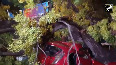 Delhi A huge tree fell outside the gate of Nizamuddin police station several vehicles damaged