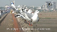 Migratory birds flock to Surat
