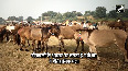 World famous 'donkey fair' in Chitrakoot
