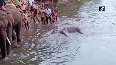 Pregnant elephant dies after cracker filled pineapple explodes in her mouth