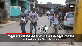  goat video