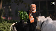 PM Modi feeds cows at his residence on 'Makar Sankranti'