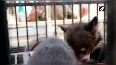 5 sloth bear cubs rescued in Bhubaneswar