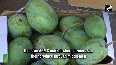 Spreading sweetness; Gujarat s Kesar Mango brings unique taste across globe