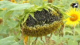 Sunflowers in full bloom in Kerala's Nilambur ahead of Onam festival