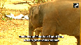 'Elephant Whisperers' stars now tourist attraction after Oscar win