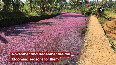 Kerala: Forked Fanwort blooms in Kozhikode