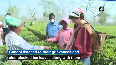 Watch: Priyanka plucks tea leaves in poll-bound Assam