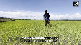 Fields of fear Manipurs farmers struggle amidst ethnic tensions