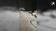 400 stranded vehicles rescued from Rohtang Tunnel 