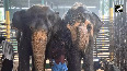 Trichy Elephant Center fights the summer heat with cooling foggers