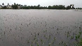 TN: Heavy rains destroy paddy crops in Tiruvarur district