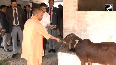 CM Yogi feeds cows at gaushala